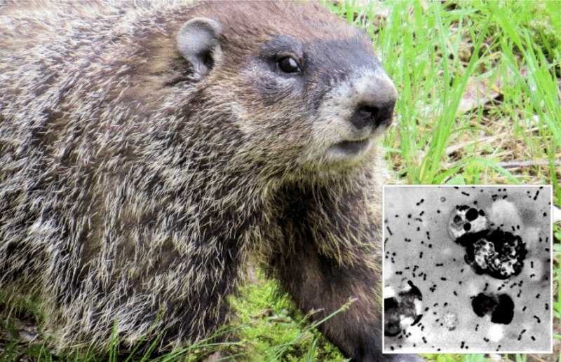 យុវជនវ័យ ១៥ឆ្នាំម្នាក់ បានស្លាប់ដោយសារជំងឺប៉េស្ត ក្រោយពីបានទទួលទានសាច់