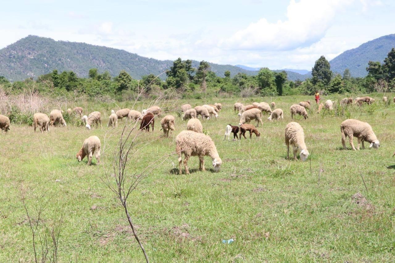 កសិដ្ឋានចិញ្ចឹមចៀមមួយនៅកម្ពុជា គ្រោងពង្រីកការចិញ្ចឹមបន្ថែមឆ្លើយតបទៅនឹងទីផ្សារក្នុងស្រុក