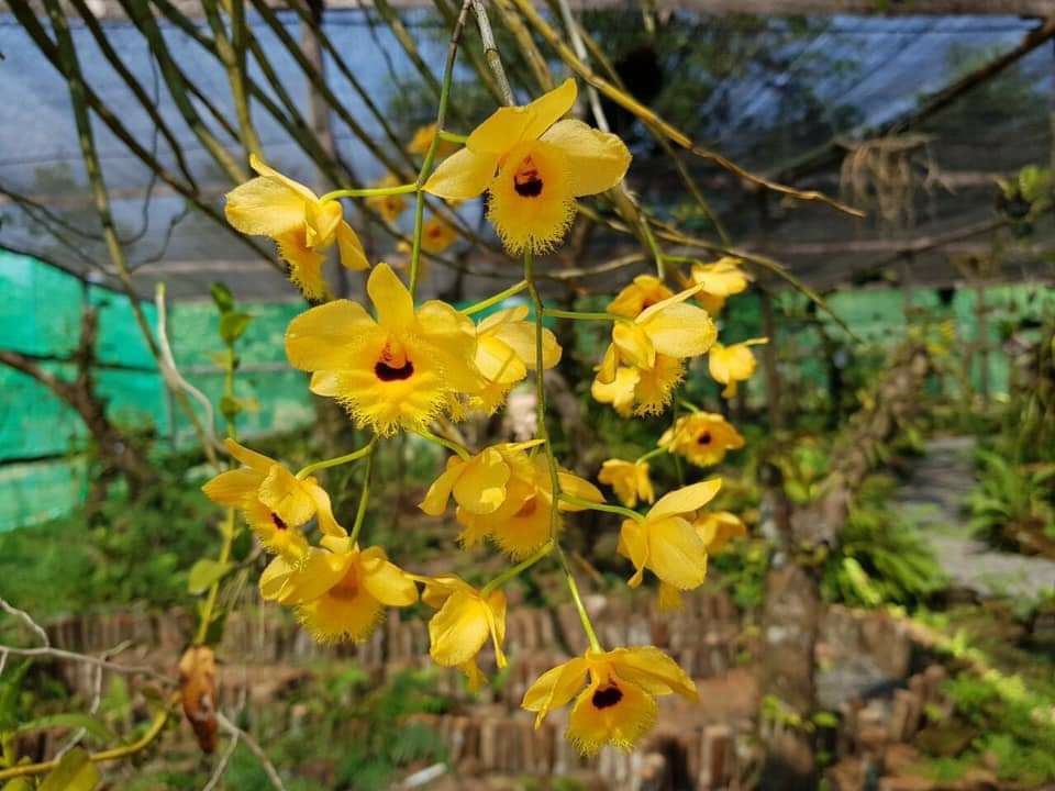 ក្រសួងបរិស្ថាន ហាមឃាត់​ ការទិញ-លក់​ ការដឹកជញ្ជូន​ ការប្រមូល​ និងការធ្វេីសន្និធិកេសរកូលព្រៃនៅក្នុងតំបន់ការពារធម្មជាតិ