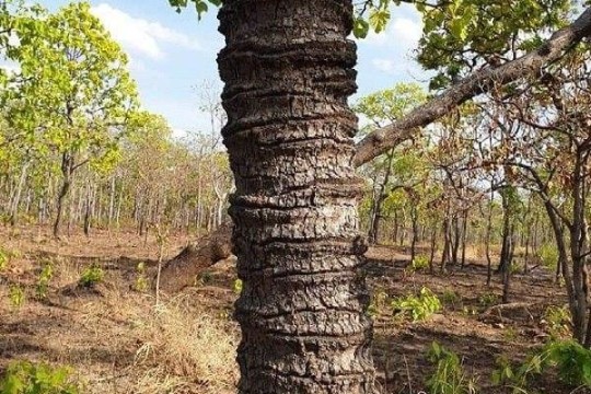 ដើមផ្ចឹកប៉ុន្តែចម្លែកត្រង់សំបកវារួញ (ដែនជម្រកសត្វព្រៃស្រែពក)