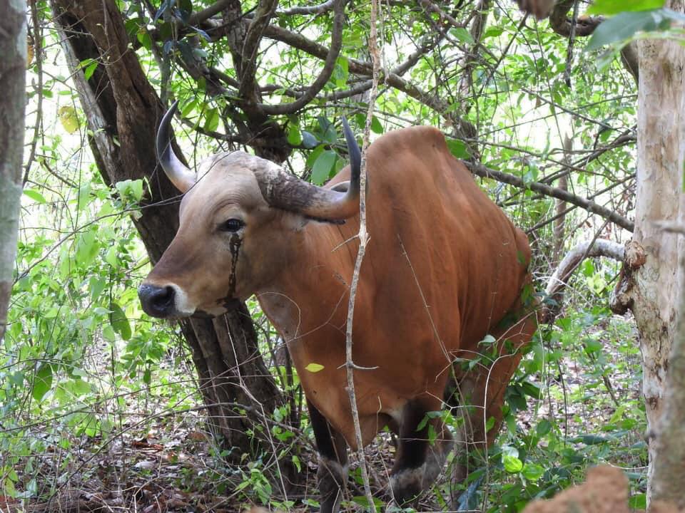 ពិតជាគួឲ្យ​អាណិតណាស់! សត្វទន្សោងឈ្មោលមួយក្បាលបានស្លាប់បាត់បង់ជីវិតដោយសារតែជាប់អន្ទាក់របស់ព្រានជាយូរថ្ងៃ